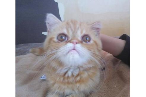 成約済の愛知県のエキゾチックショートヘア-6192の1枚目