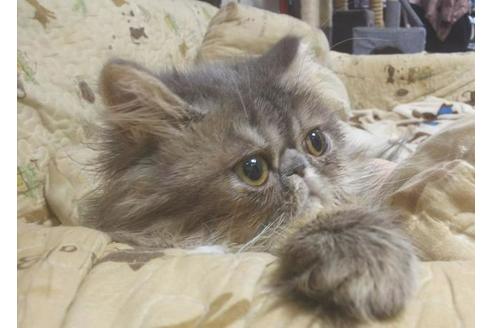 成約済の愛知県のペルシャ-6193の5枚目