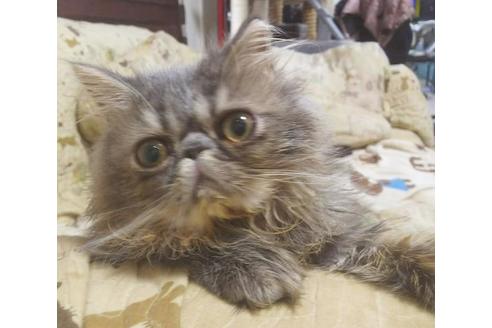 成約済の愛知県のペルシャ-6193の4枚目