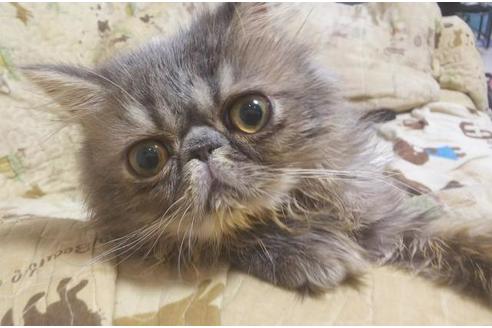 成約済の愛知県のペルシャ-6193の3枚目