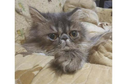 成約済の愛知県のペルシャ-6193の2枚目