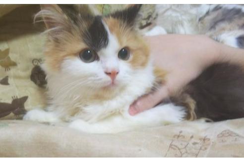 成約済の愛知県のマンチカン-6194の6枚目