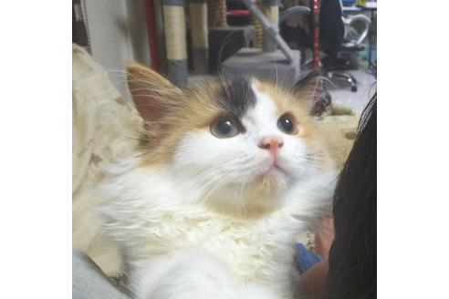 成約済の愛知県のマンチカン-6194の1枚目