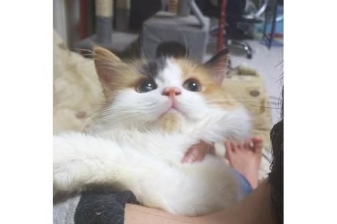 成約済の愛知県のマンチカン-6194の5枚目