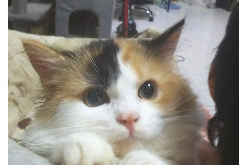 成約済の愛知県のマンチカン-6194の2枚目