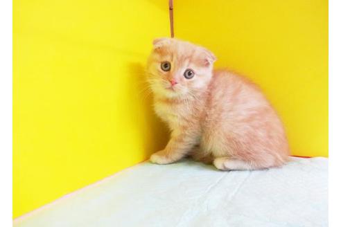 成約済の東京都のスコティッシュフォールド-6198の1枚目