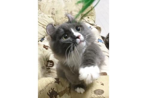 成約済の愛知県のマンチカン-6195の1枚目