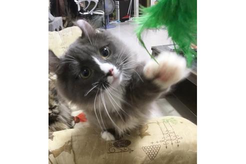 成約済の愛知県のマンチカン-6195の6枚目