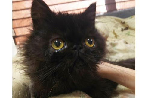 成約済の愛知県のペルシャ(チンチラ)-6153の4枚目