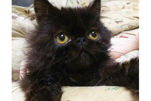 成約済の愛知県のペルシャ(チンチラ)-6153の3枚目