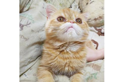 成約済の愛知県のエキゾチックショートヘア-6192の6枚目