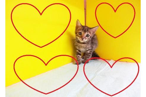 成約済の東京都のベンガル-6218の2枚目