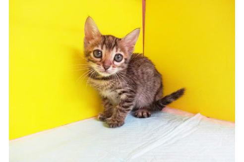 成約済の東京都のベンガル-6218の1枚目