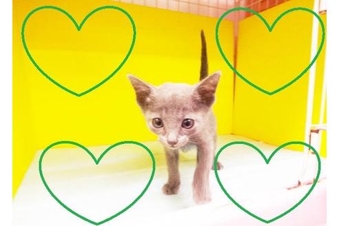 成約済の東京都のロシアンブルー-6219の2枚目