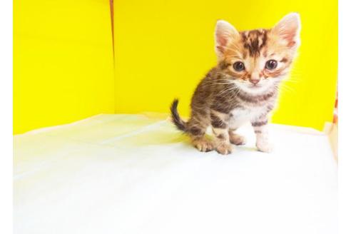 成約済の東京都のアメリカンショートヘア-6220の1枚目