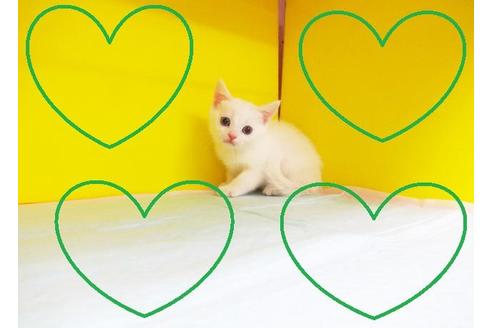 成約済の東京都のスコティッシュフォールド-6221の2枚目