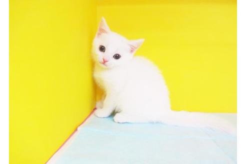 成約済の東京都のスコティッシュフォールド-6221の1枚目