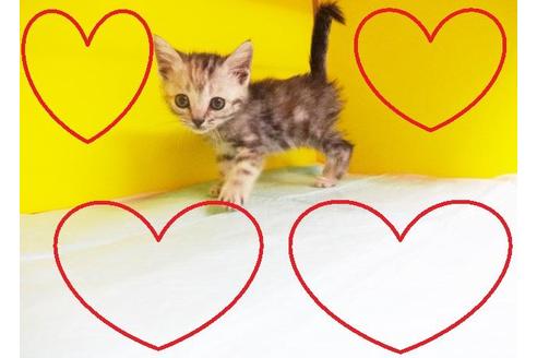 成約済の東京都のアメリカンショートヘア-6222の2枚目