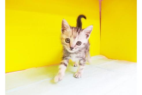 成約済の東京都のアメリカンショートヘア-6222の1枚目