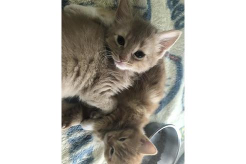 子猫ブリーダーナビ