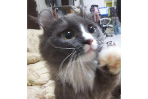 成約済の愛知県のマンチカン-6195の5枚目