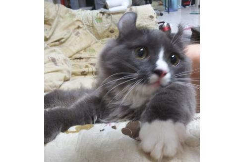 成約済の愛知県のマンチカン-6195の4枚目