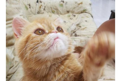 成約済の愛知県のエキゾチックショートヘア-6192の5枚目