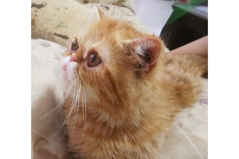 成約済の愛知県のエキゾチックショートヘア-6192の4枚目