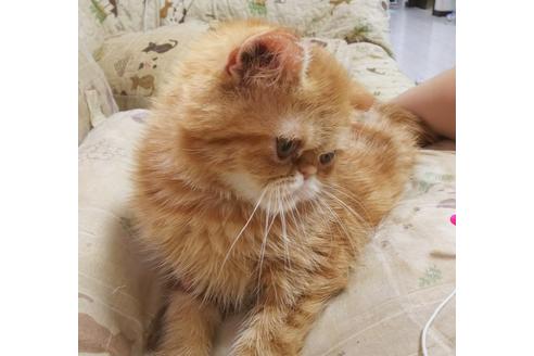 成約済の愛知県のエキゾチックショートヘア-6192の3枚目