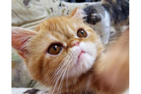 成約済の愛知県のエキゾチックショートヘア-6192の2枚目