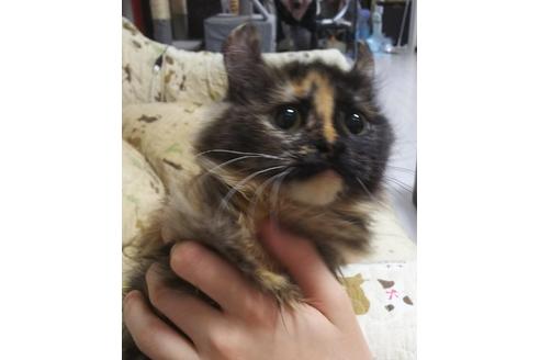 成約済の愛知県のマンチカン-6152