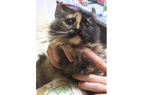 成約済の愛知県のマンチカン-6152の5枚目