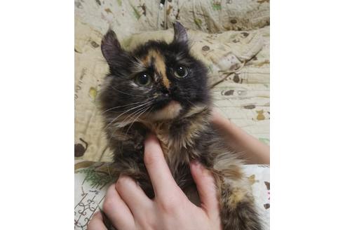 成約済の愛知県のマンチカン-6152の3枚目