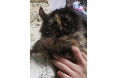 成約済の愛知県のマンチカン-6152の2枚目