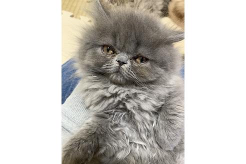 成約済の兵庫県のエキゾチックロングヘア-6265