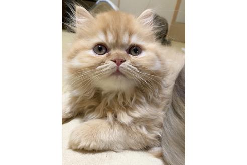 成約済の兵庫県のエキゾチックロングヘア-6266