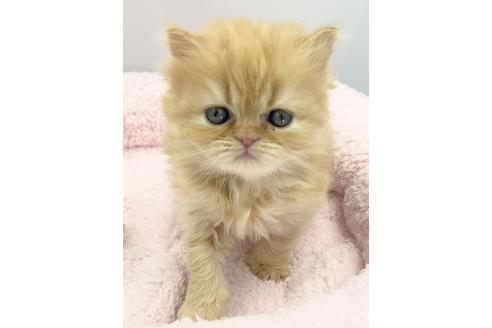 成約済の兵庫県のエキゾチックロングヘア-6266の2枚目