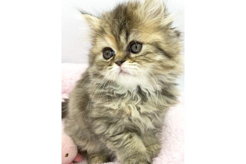 成約済の兵庫県のエキゾチックロングヘア-6267の4枚目