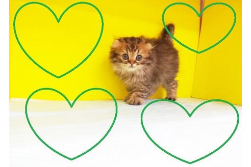 成約済の東京都のスコティッシュフォールド-6278の2枚目