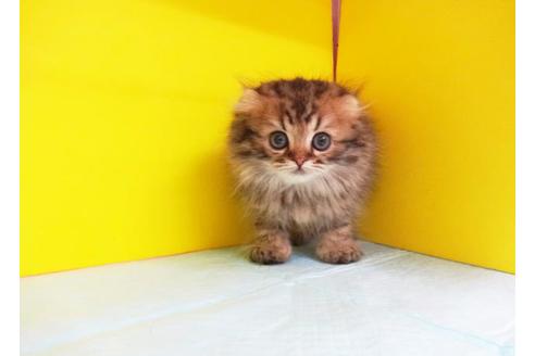 成約済の東京都のスコティッシュフォールド-6278の1枚目