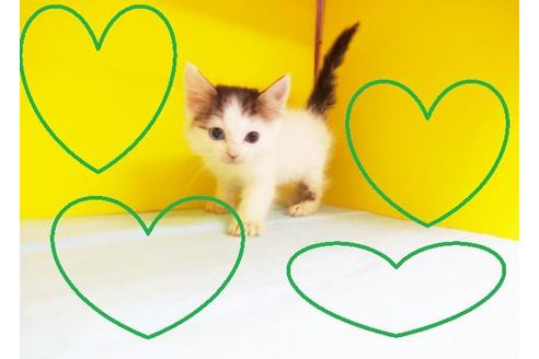 成約済の東京都のノルウェージャンフォレストキャット-6280の2枚目