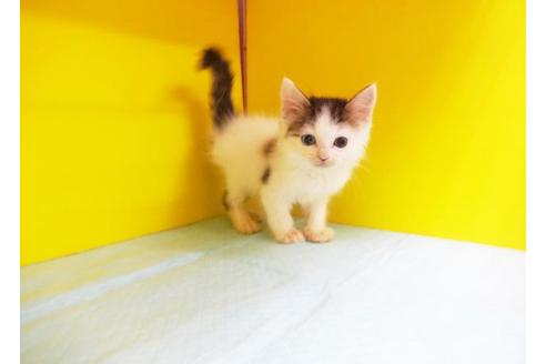 成約済の東京都のノルウェージャンフォレストキャット-6280の1枚目