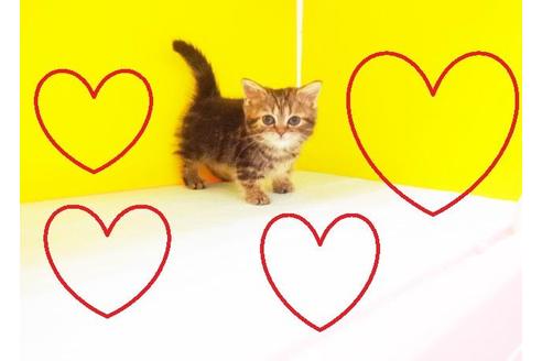 成約済の東京都のマンチカン-6281の2枚目