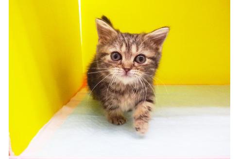 成約済の東京都のマンチカン-6281の1枚目