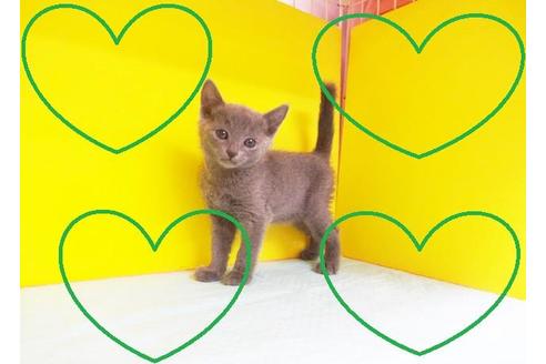 成約済の東京都のロシアンブルー-6327の2枚目