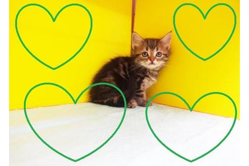 成約済の東京都のアメリカンショートヘア-6328の2枚目