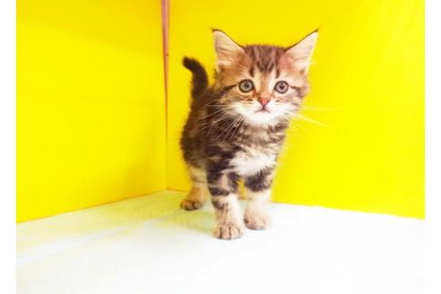 成約済の東京都のアメリカンショートヘア-6328の1枚目