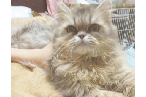 成約済の愛知県のエキゾチックロングヘア-6333の6枚目