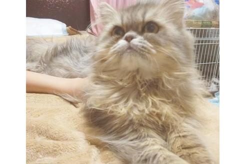 成約済の愛知県のエキゾチックロングヘア-6333の5枚目