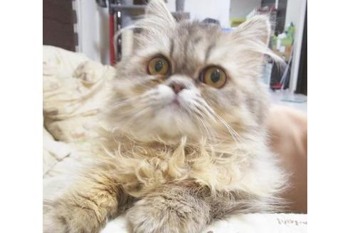 成約済の愛知県のエキゾチックロングヘア-6333の4枚目